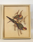 John Gould Native Birds Parrots Art Print Painting Set of 2