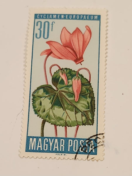 1966 Hungary Cyclamen Europaeum Flower Magyar Posta 30f Postal Stamp