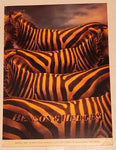 Rare Vintage Benson & Hedges Cigarettes Zebras Double Sided Cardboard Store Advertising Sign