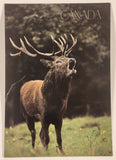 Vintage The Postcard Factory Elk in the Forest Postcard