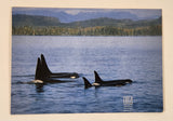 Peacock Postcards British Columbia Orca Killer Whale Postcard