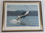 Graeme Ellis 'Bull killer whale breaches in Johnstone Strait off West Cracroft Island, North of Vancouver Island' Framed Photographic Print 11 3/4" x 15"