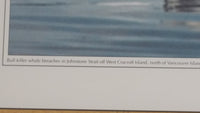 Graeme Ellis 'Bull killer whale breaches in Johnstone Strait off West Cracroft Island, North of Vancouver Island' Framed Photographic Print 11 3/4" x 15"