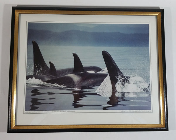 Graeme Ellis 'Resident pod of killer whales moves through Queen Charlotte Strait off northwest Vancouver Island ' Framed Photographic Print 11 3/4" x 15"