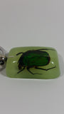 Light Green Acrylic Real June Bug Insect Keychain