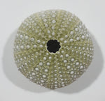 Light Green Sea Urchin 1 3/4" Diameter Fridge Magnet