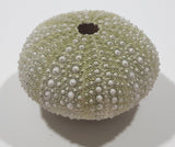 Light Green Sea Urchin 1 3/4" Diameter Fridge Magnet