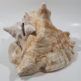 Large 8" Tall Horn Queen Conch Shell Coin Bank