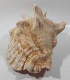 Large 8" Tall Horn Queen Conch Shell Coin Bank