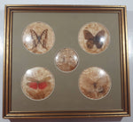 Vintage Butterfly Insect Specimens 13 1/2" x 15" Framed Wall Hanging
