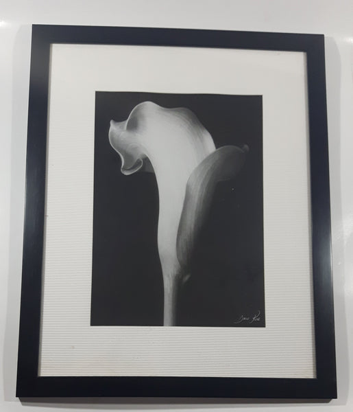 Arum Lily Flower by Bruce Rae 18" x 22" Framed Black and White Photograph Print Picture
