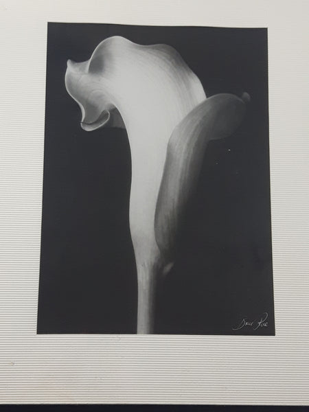 Arum Lily Flower by Bruce Rae 18