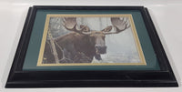 Vintage 1978 Robert Bateman The Challenge-Bull Moose Painting 13 1/2" x 16 1/2" Framed Wildlife Print